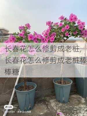 长春花怎么修剪成老桩,长春花怎么修剪成老桩棒棒糖