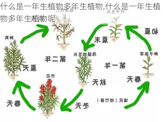 什么是一年生植物多年生植物,什么是一年生植物多年生植物呢