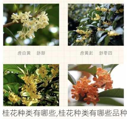 桂花种类有哪些,桂花种类有哪些品种