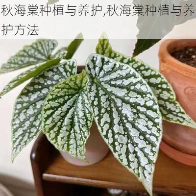 秋海棠种植与养护,秋海棠种植与养护方法