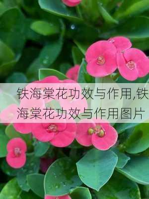 铁海棠花功效与作用,铁海棠花功效与作用图片