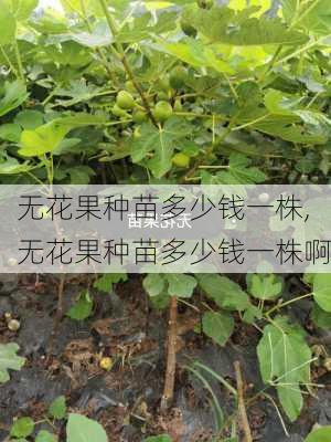 无花果种苗多少钱一株,无花果种苗多少钱一株啊