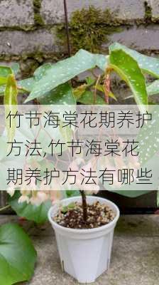 竹节海棠花期养护方法,竹节海棠花期养护方法有哪些