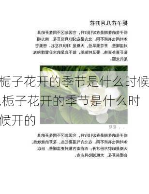 栀子花开的季节是什么时候,栀子花开的季节是什么时候开的