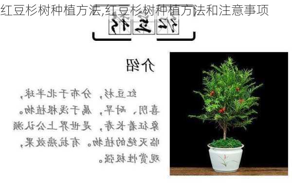 红豆杉树种植方法,红豆杉树种植方法和注意事项