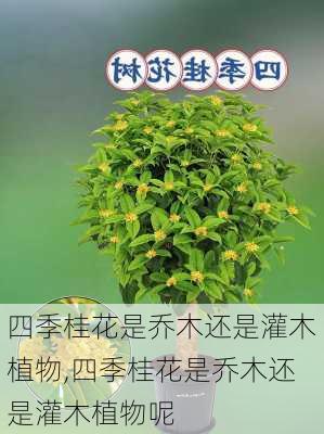 四季桂花是乔木还是灌木植物,四季桂花是乔木还是灌木植物呢