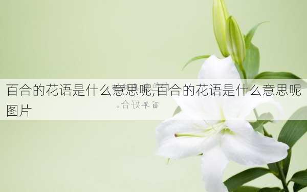 百合的花语是什么意思呢,百合的花语是什么意思呢图片