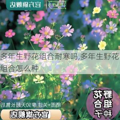 多年生野花组合耐寒吗,多年生野花组合怎么种