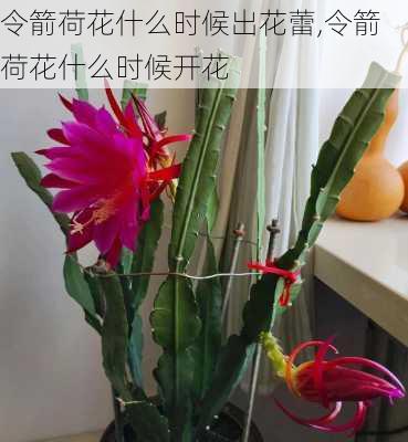 令箭荷花什么时候出花蕾,令箭荷花什么时候开花