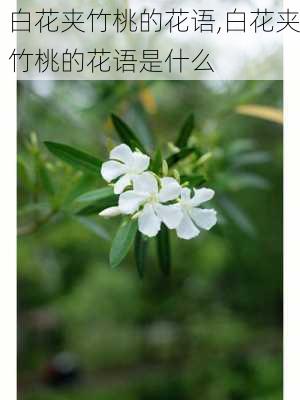 白花夹竹桃的花语,白花夹竹桃的花语是什么