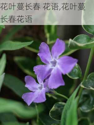 花叶蔓长春 花语,花叶蔓长春花语