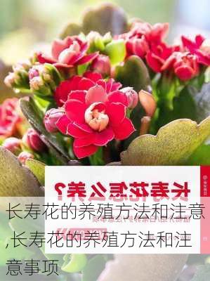 长寿花的养殖方法和注意,长寿花的养殖方法和注意事项