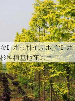 金叶水杉种植基地,金叶水杉种植基地在哪里