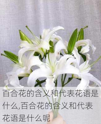 百合花的含义和代表花语是什么,百合花的含义和代表花语是什么呢