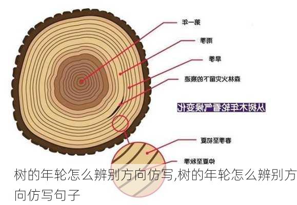 树的年轮怎么辨别方向仿写,树的年轮怎么辨别方向仿写句子