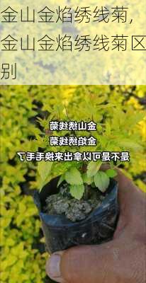 金山金焰绣线菊,金山金焰绣线菊区别