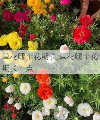 草花哪个花期长,草花哪个花期长一点