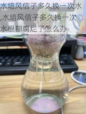 水培风信子多久换一次水,水培风信子多久换一次水根部腐烂了怎么办