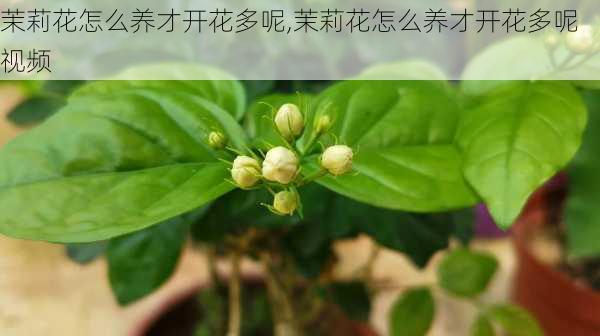 茉莉花怎么养才开花多呢,茉莉花怎么养才开花多呢视频