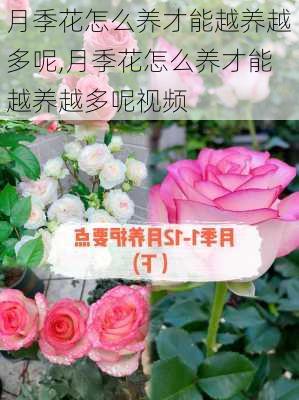 月季花怎么养才能越养越多呢,月季花怎么养才能越养越多呢视频