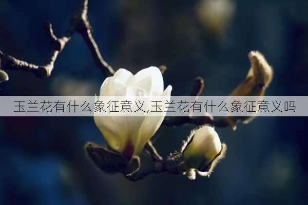 玉兰花有什么象征意义,玉兰花有什么象征意义吗