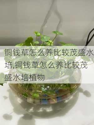 铜钱草怎么养比较茂盛水培,铜钱草怎么养比较茂盛水培植物