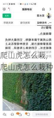 爬山虎怎么栽,爬山虎怎么栽种