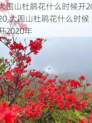 大围山杜鹃花什么时候开2020,大围山杜鹃花什么时候开2020年