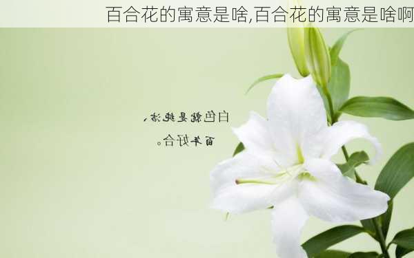 百合花的寓意是啥,百合花的寓意是啥啊