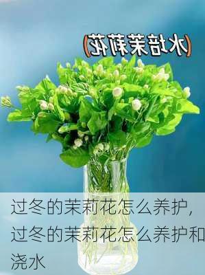 过冬的茉莉花怎么养护,过冬的茉莉花怎么养护和浇水