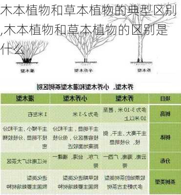 木本植物和草本植物的典型区别,木本植物和草本植物的区别是什么