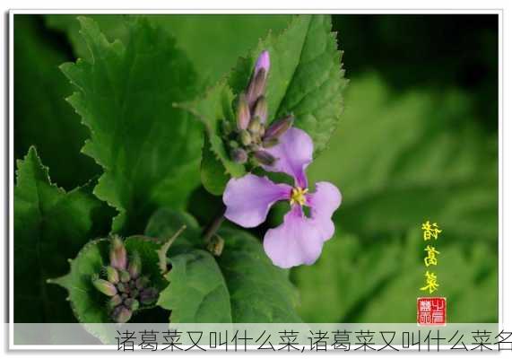 诸葛菜又叫什么菜,诸葛菜又叫什么菜名