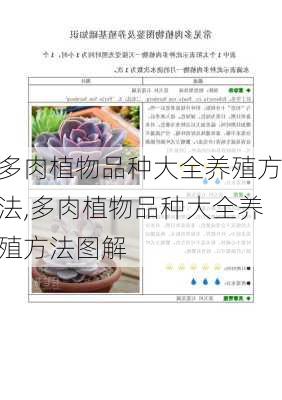 多肉植物品种大全养殖方法,多肉植物品种大全养殖方法图解