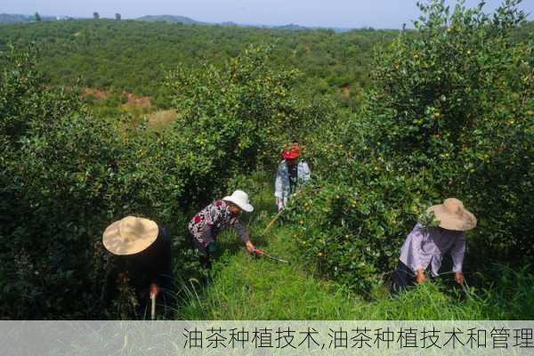 油茶种植技术,油茶种植技术和管理