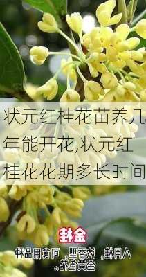 状元红桂花苗养几年能开花,状元红桂花花期多长时间