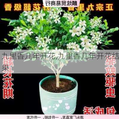 九里香几年开花,九里香几年开花结果