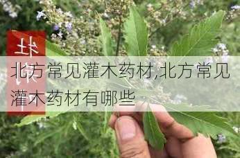 北方常见灌木药材,北方常见灌木药材有哪些