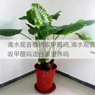 滴水观音植物吸甲醛吗,滴水观音吸甲醛吗适合家里养吗