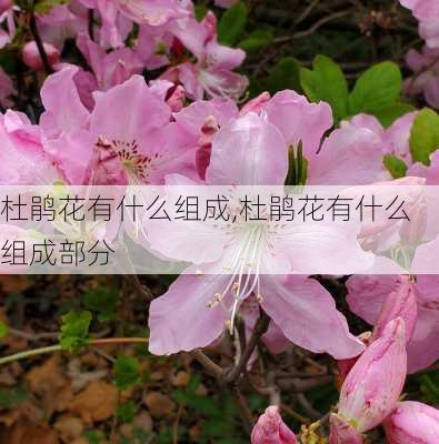 杜鹃花有什么组成,杜鹃花有什么组成部分