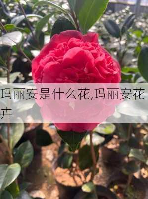 玛丽安是什么花,玛丽安花卉