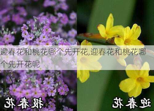 迎春花和桃花哪个先开花,迎春花和桃花哪个先开花呢