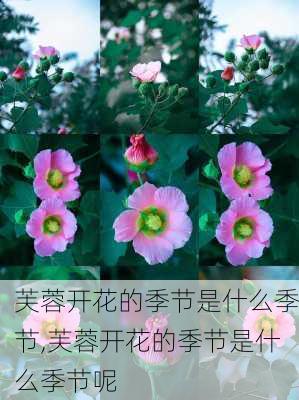 芙蓉开花的季节是什么季节,芙蓉开花的季节是什么季节呢