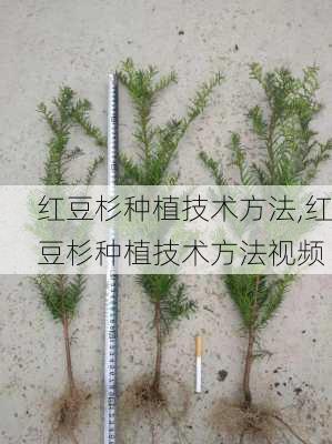 红豆杉种植技术方法,红豆杉种植技术方法视频