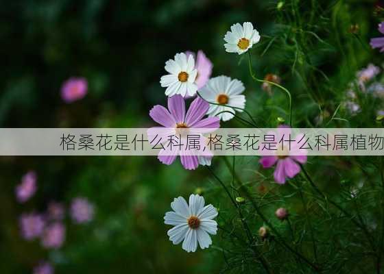 格桑花是什么科属,格桑花是什么科属植物