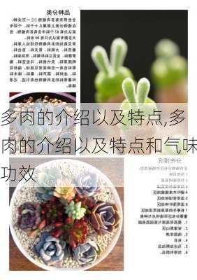 多肉的介绍以及特点,多肉的介绍以及特点和气味功效