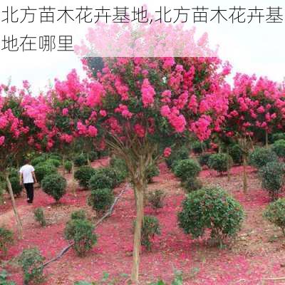 北方苗木花卉基地,北方苗木花卉基地在哪里