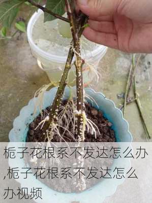 栀子花根系不发达怎么办,栀子花根系不发达怎么办视频