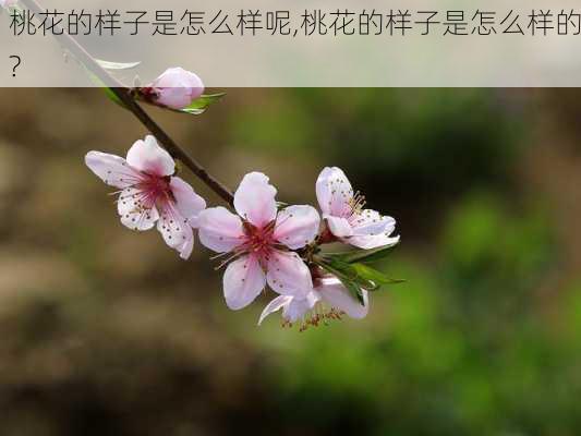 桃花的样子是怎么样呢,桃花的样子是怎么样的?