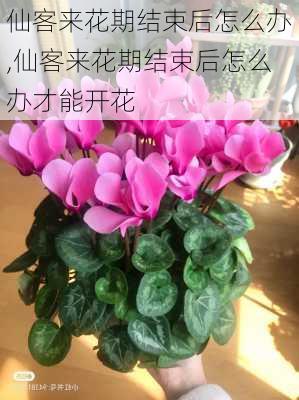 仙客来花期结束后怎么办,仙客来花期结束后怎么办才能开花