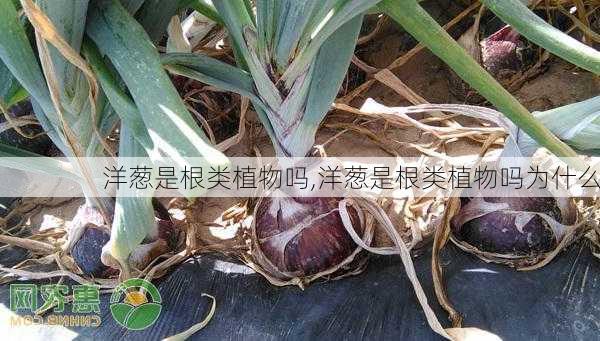 洋葱是根类植物吗,洋葱是根类植物吗为什么